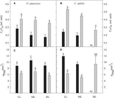 Susceptibility of Two Southern Ocean Phytoplankton Key Species to Iron Limitation and High Light